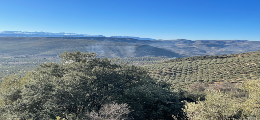 Huelma- Olivenhaine so weit das Auge reicht